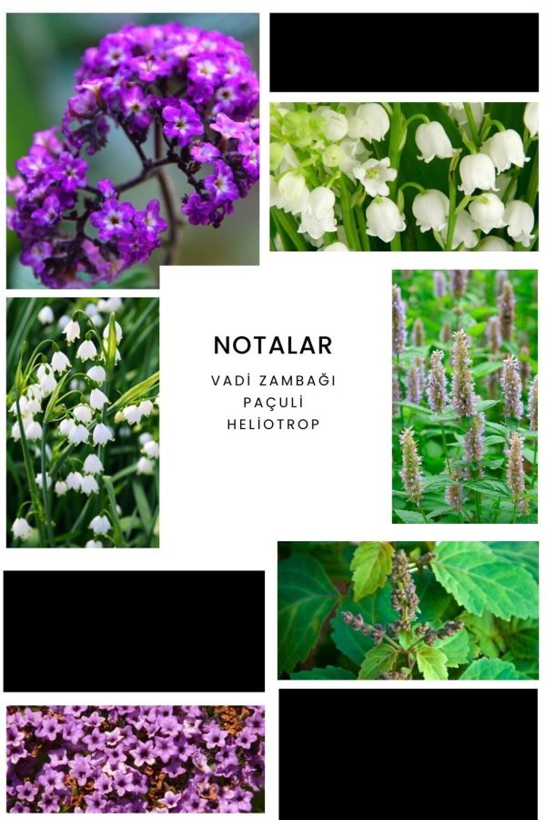 ادکلن اورجینال برند Ixora مدل E282 کد 142392904 - Image 2